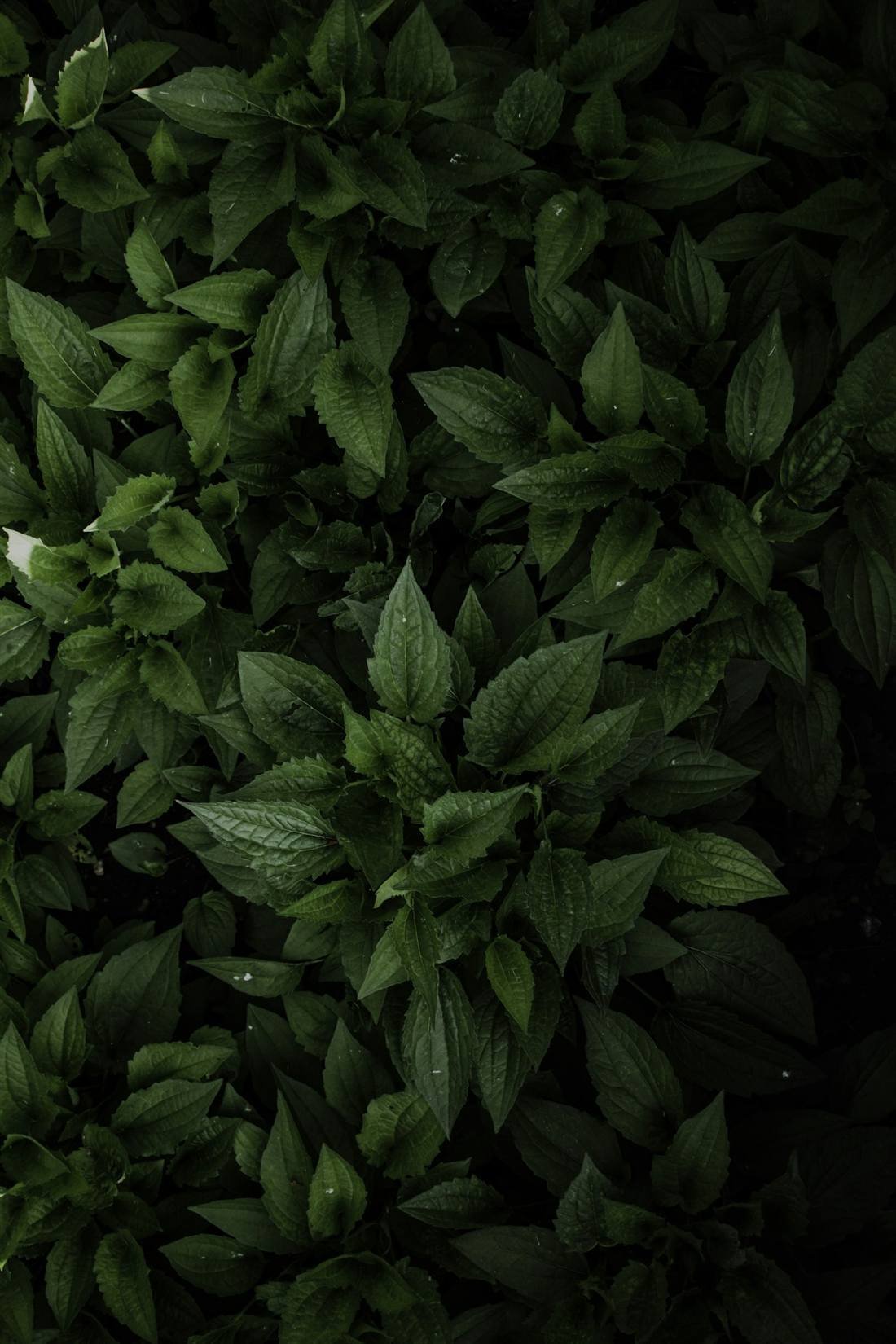Basil Oil — export quality, India