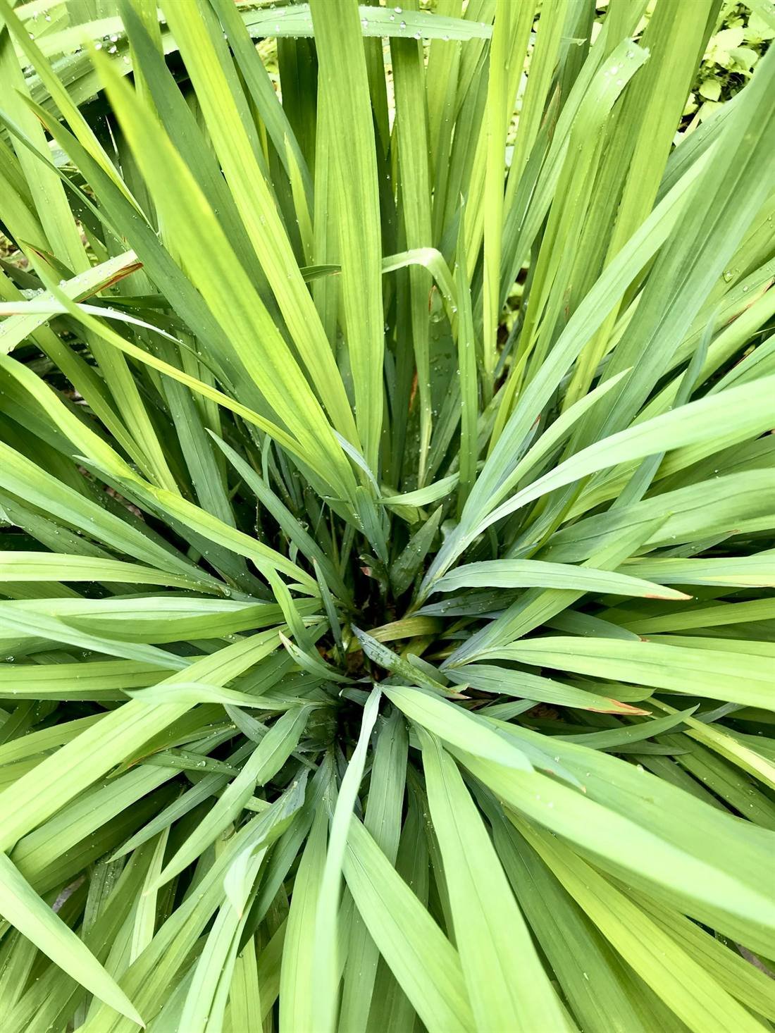 Citronella Oil — export quality, India