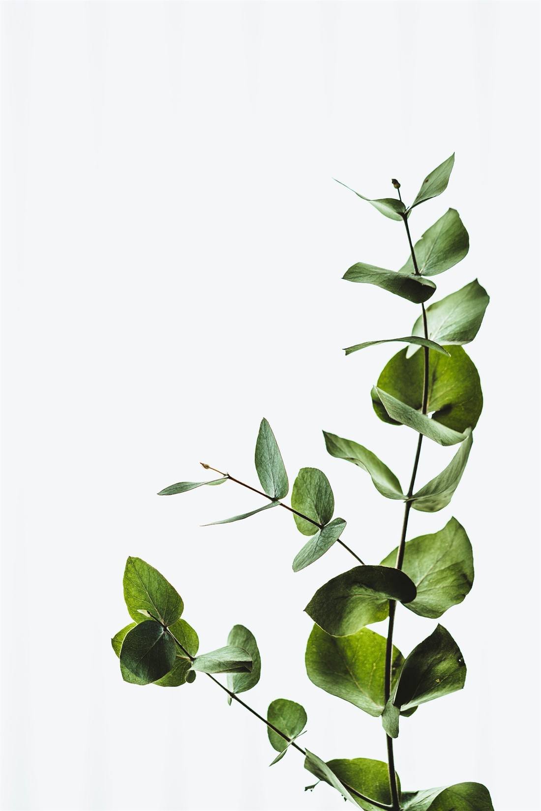 Eucalyptus Oil — export quality, India