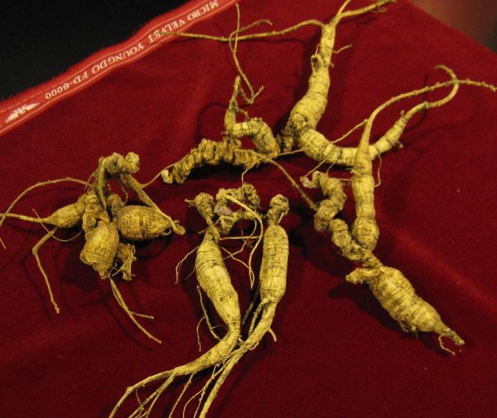 Ginseng Extract — export quality, India