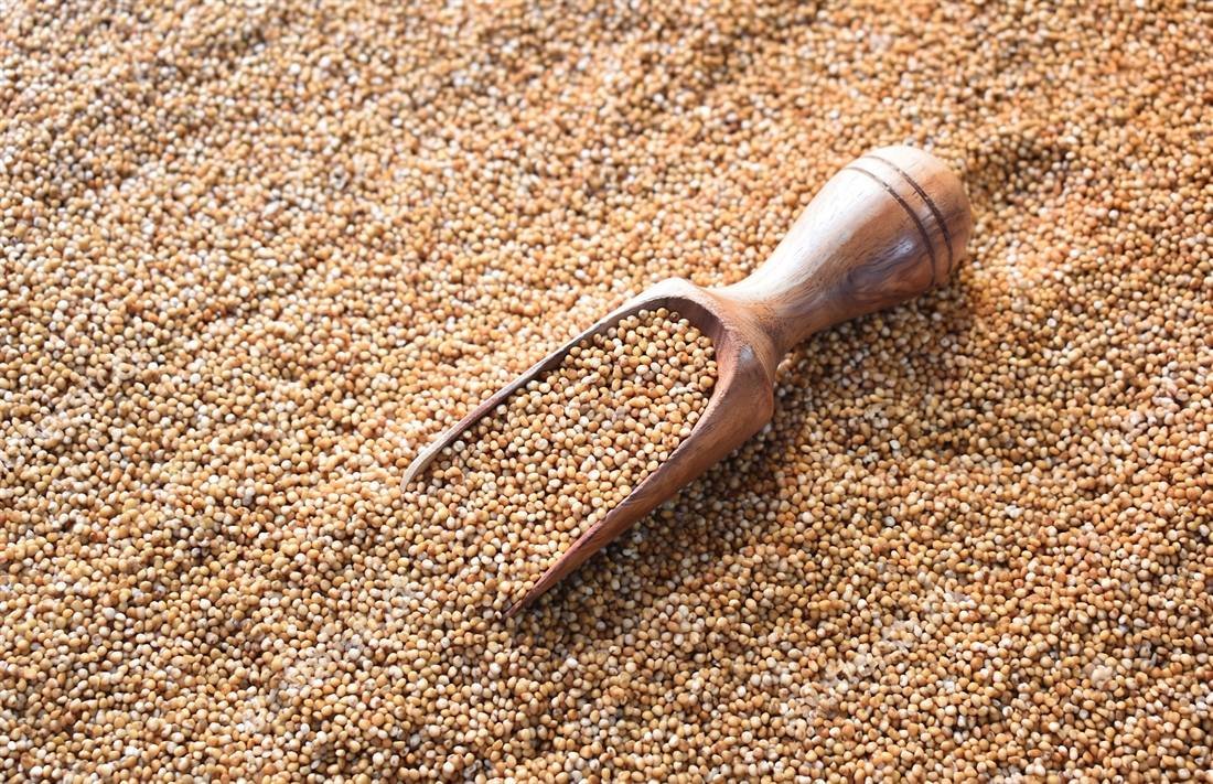 Kodo Millet (Kodra) — export quality, India
