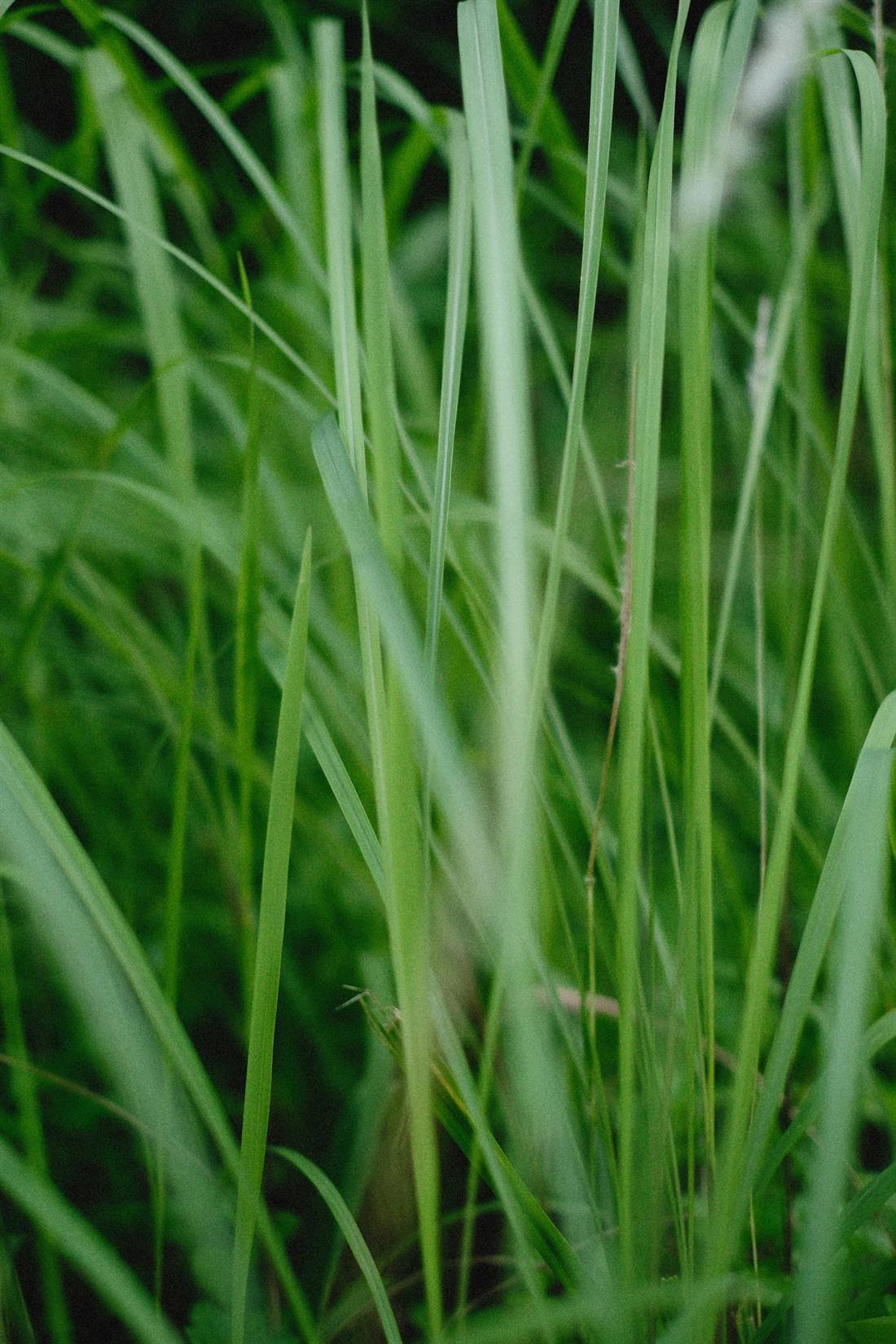 Lemongrass Oil — export quality, India