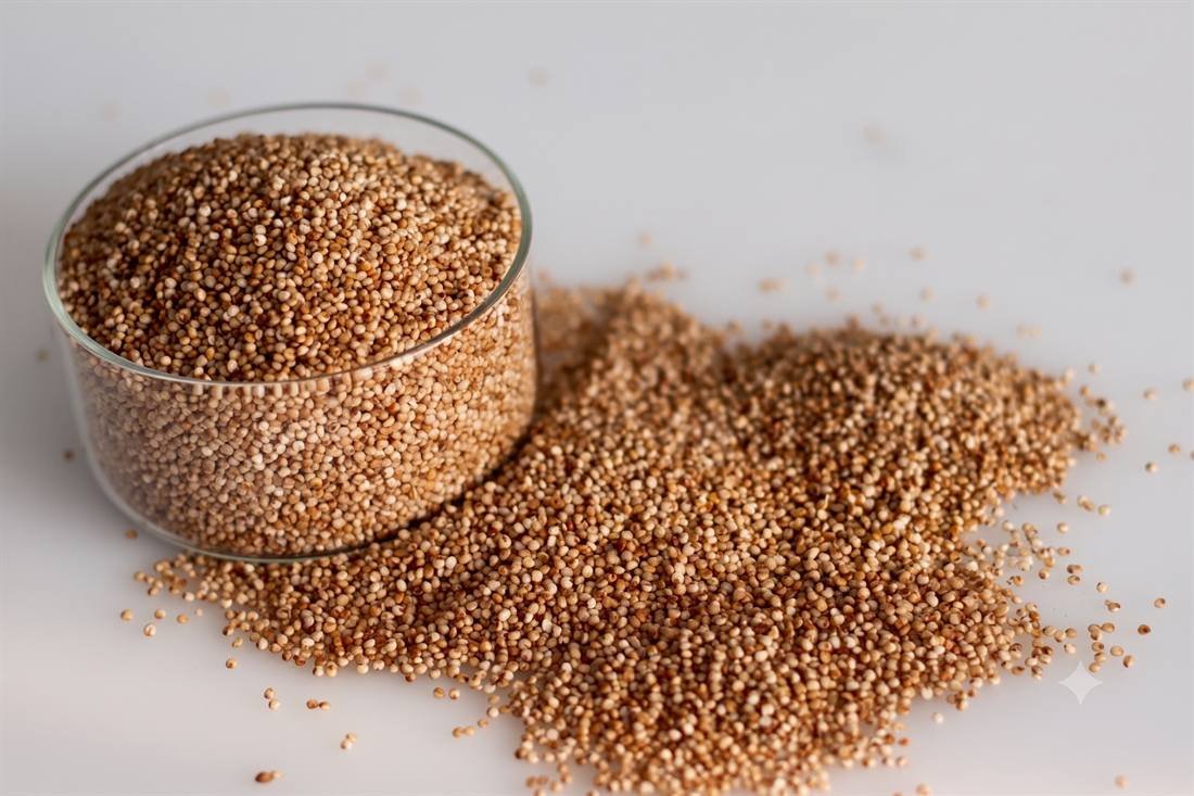 Little Millet (Kutki) — export quality, India