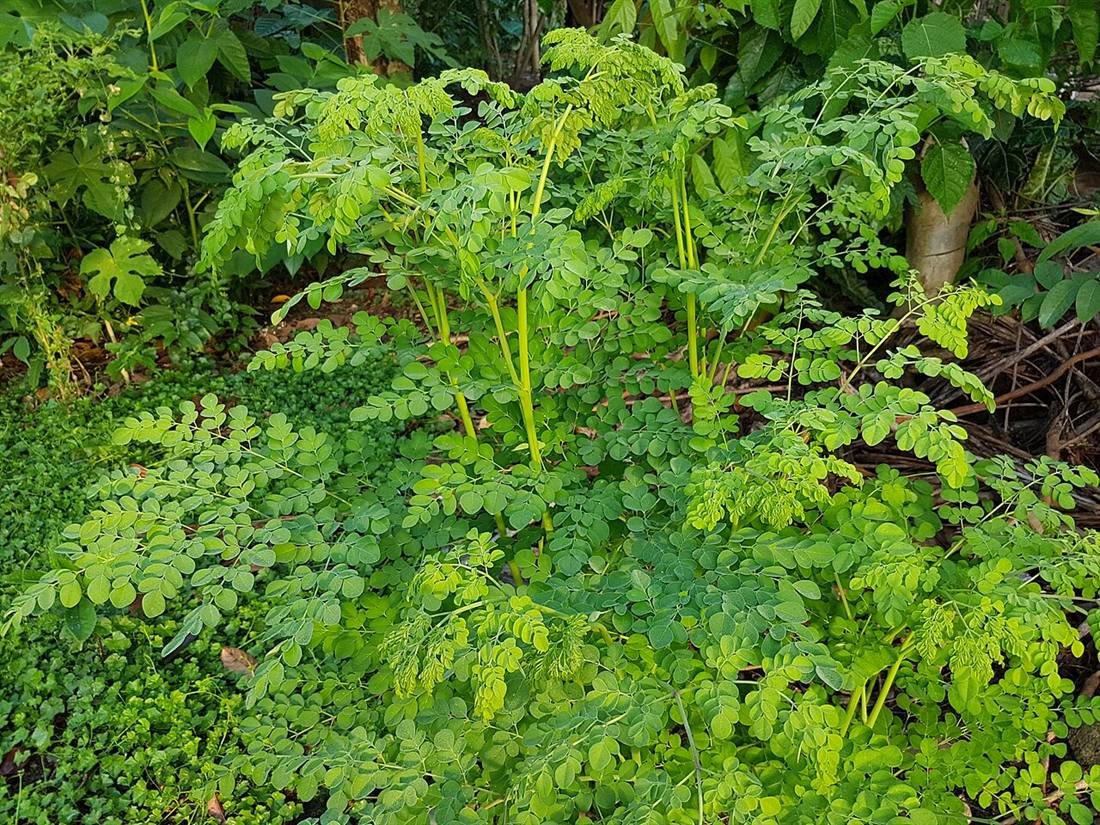 Moringa Extract — export quality, India