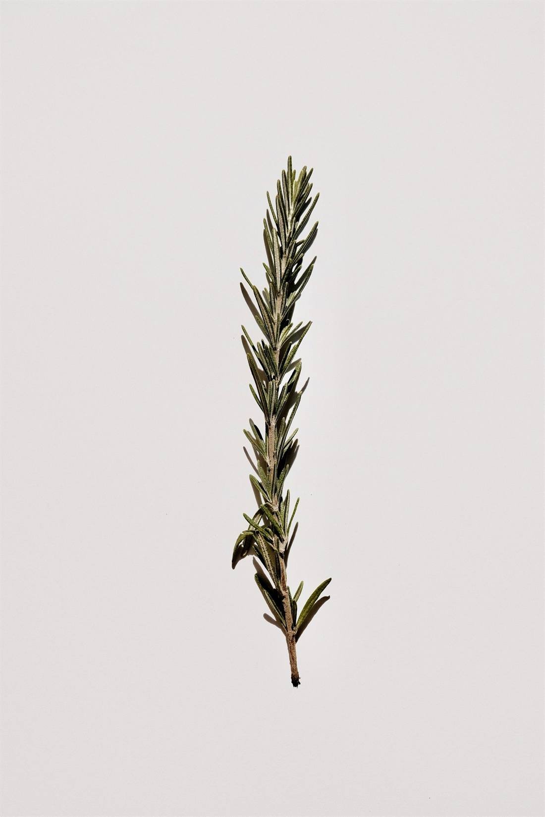 Rosemary Oil — export quality, India
