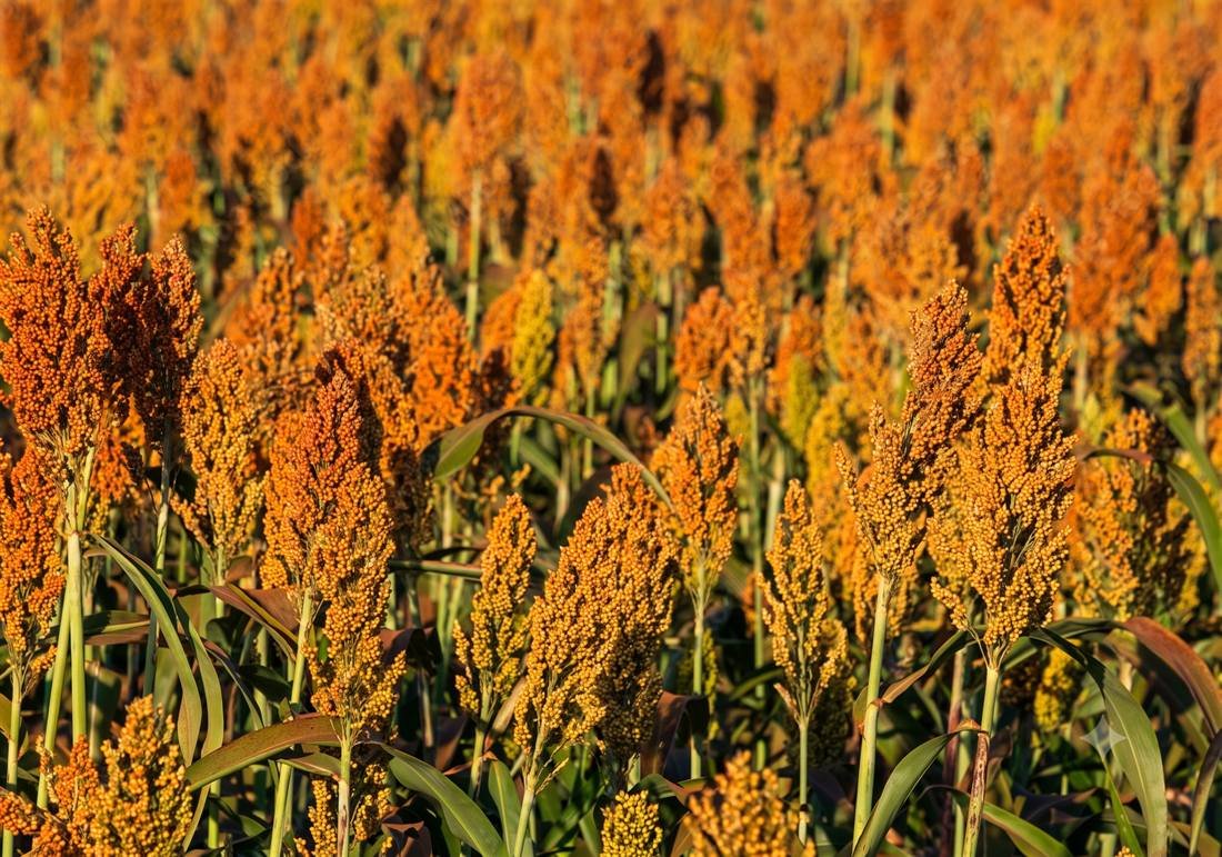 Sorghum (Jowar) — export quality, India