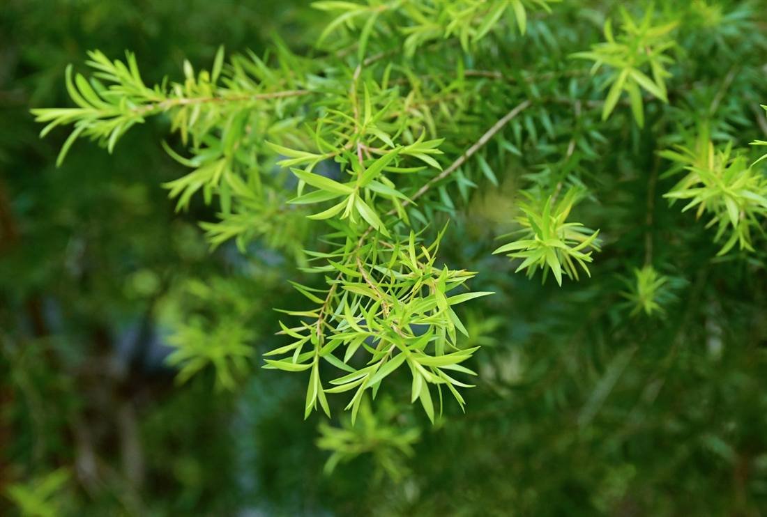 Tea Tree Oil — export quality, India