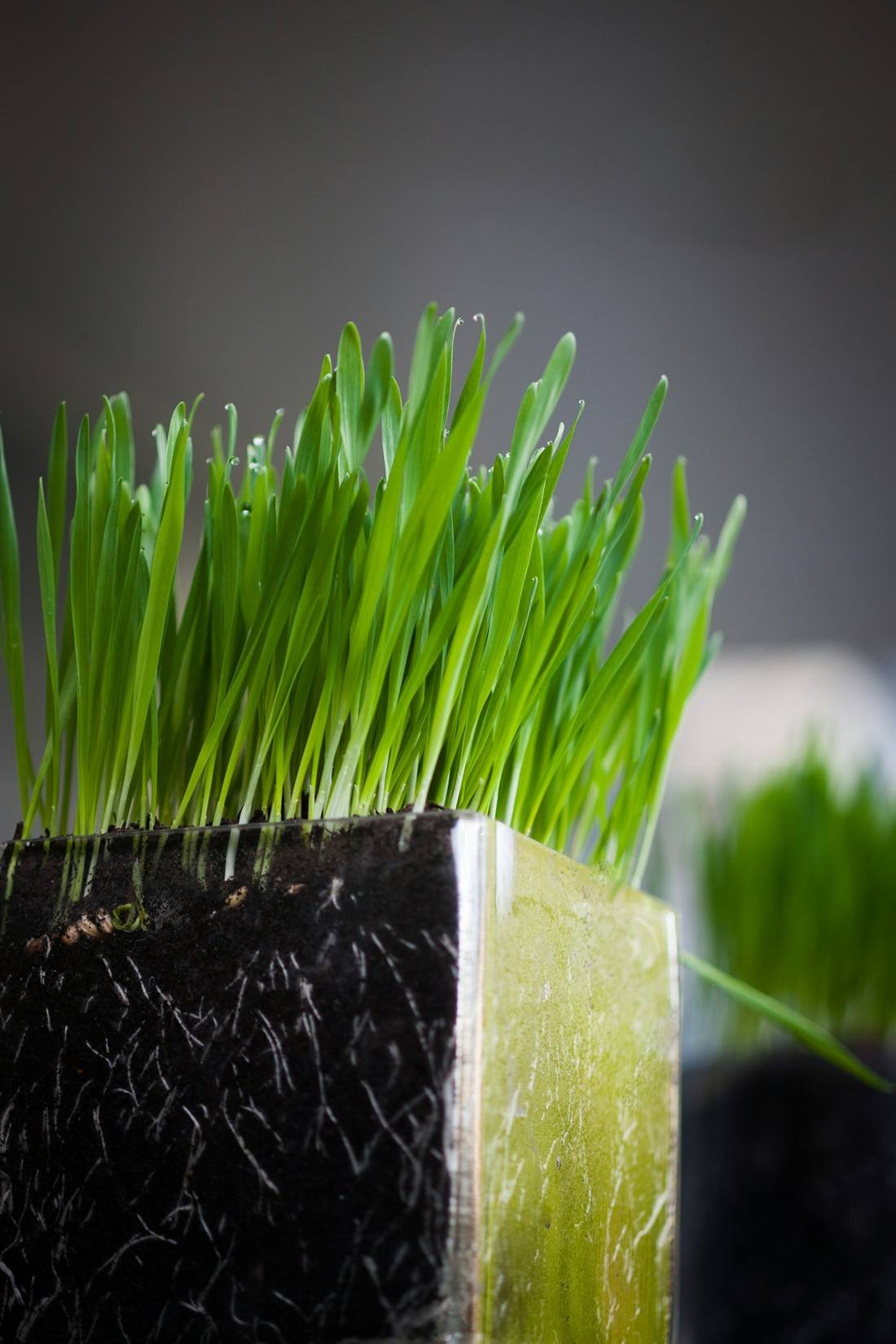 Wheatgrass Powder — export quality, India